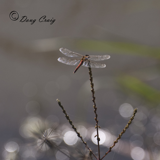 Upo Autumn Dragonfly