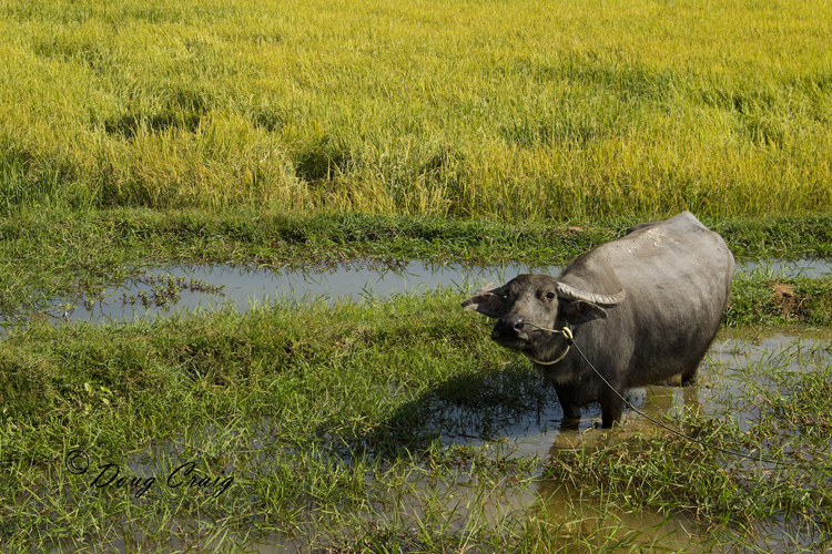 Cambodian Water Buffalo
