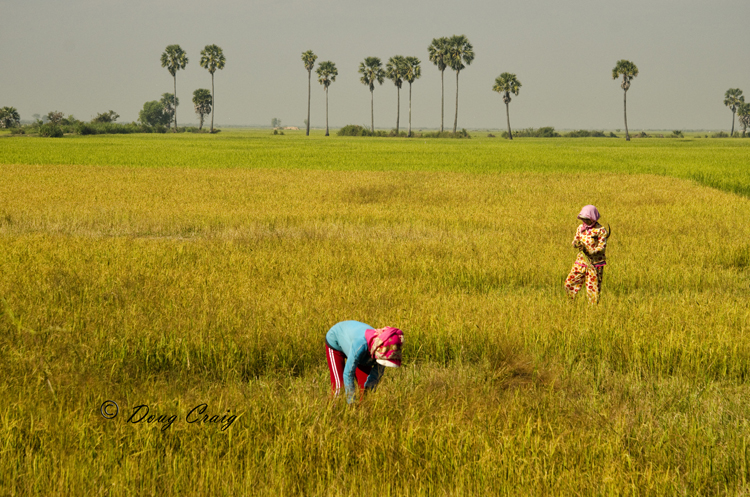 Cambodian Women In Rice Field