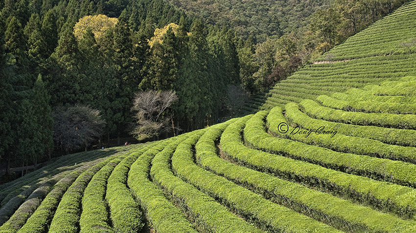 Boseong Hillside Tea Farm
