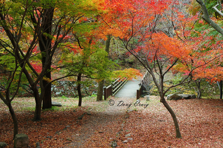 Naejangsan Autumn #2