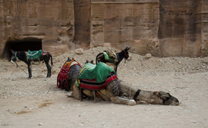 Dog-Tired Camel
