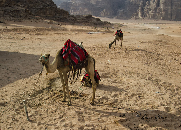 Wadi Rum Camels - Photo #2