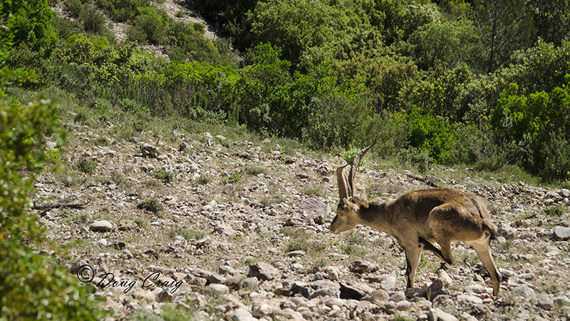 Iberian Ibex