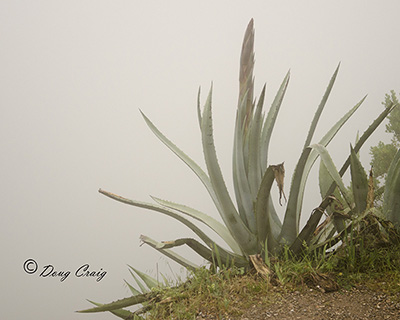 Montserrat Cactus