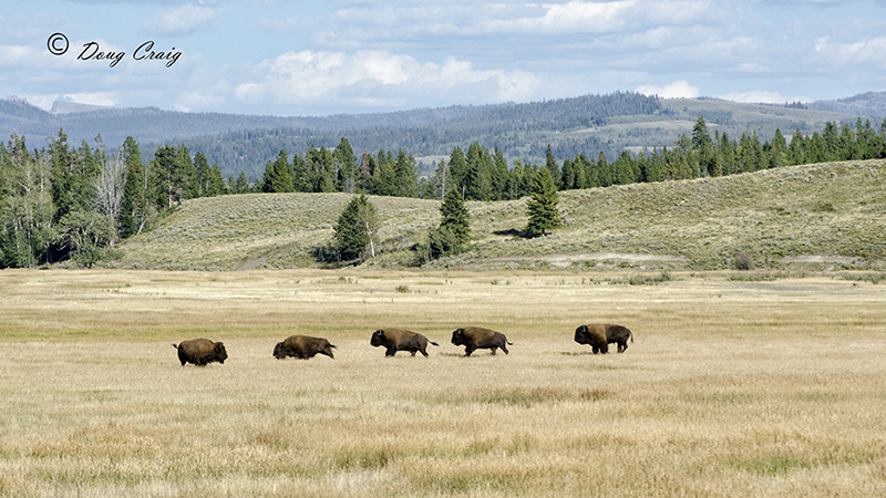  Bison Stampede