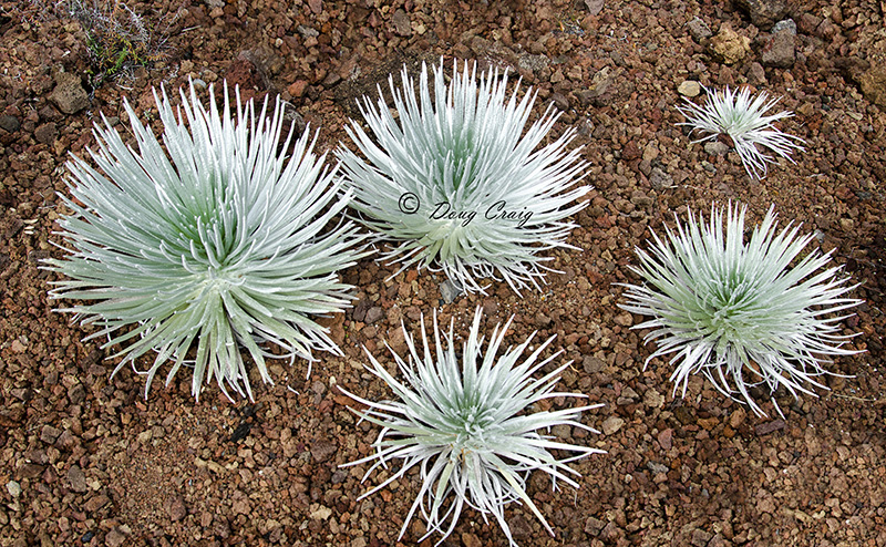 Haleakala Silversword #3