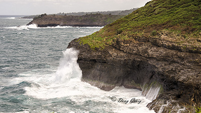 Kilauea Point #1