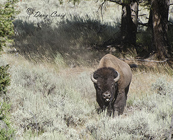 Lamar Valley Bison #2