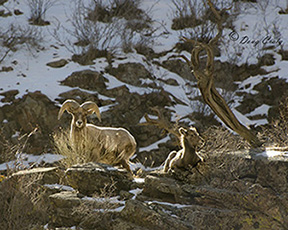 Waterton Bighorn Sheep #2