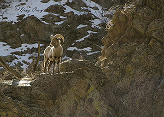 Waterton Bighorn Sheep #3