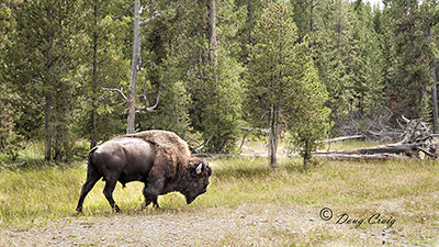 Yellowstone Bison #1