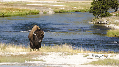 Yellowstone Bison #5